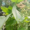 Pontaderia vit