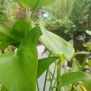 Pontaderia blå