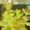 Bacopa