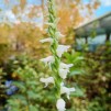 Spiranthes Chadds Ford