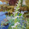 Spiranthes Chadds Ford