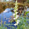 Spiranthes Chadds Ford