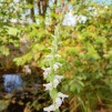 Spiranthes Chadds Ford
