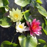 Plantera dvärgnäckros