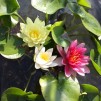 Plantera näckros
