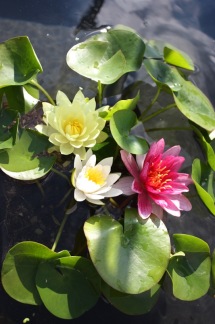 Plantera dvärgnäckros - Dvärgnäckros plant set