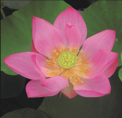 näckrosor rosa dammprodukter vattenväxter