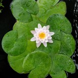Näckros Carnea