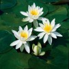 Näckros Odorata Alba