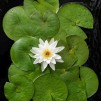 Näckros Marliacea Albida