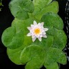 Näckros Carnea