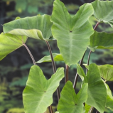 Taro Colocasia esculenta