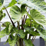 Taro Colocasia esculenta 