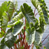 Taro Colocasia esculenta