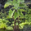 Taro Colocasia esculenta - Korg 18x18cm