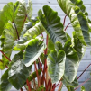 Taro Colocasia esculenta