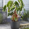Taro Colocasia esculenta - Korg 18x18cm