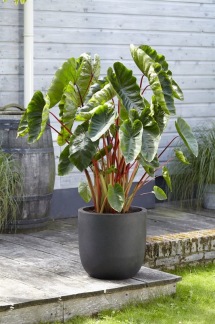 Taro Colocasia esculenta - Korg 18x18cm