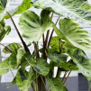 Taro Colocasia esculenta 