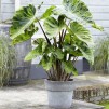 Taro Colocasia esculenta 