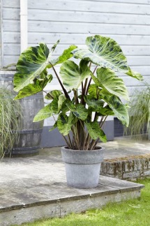 Taro Colocasia esculenta 