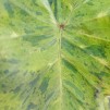 Taro Colocasia esculenta 