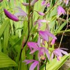 Mikadoblomma