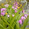 Mikadoblomma