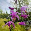 Mikadoblomma