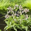 Kärrkniprot - Epipactis palustris 9x9