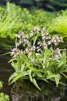 Kärrkniprot - Epipactis palustris 9x9