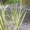 Liten kalamus - Acorus calamus Gramineus
