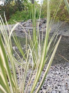 Liten kalamus - Acorus calamus Gramineus