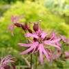 Gökblomster