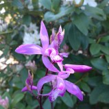 Mikadoblomma