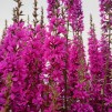 Fackelblomster