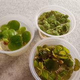 Flytväxt mix x 3