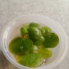 Flytväxt mix x 3