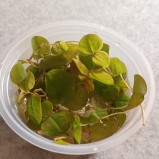 Flytväxt Phillanthus liten