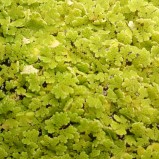Flytväxt Mossbräken liten