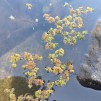 Flytväxt Mossbräken liten - liten bägare