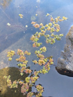 Flytväxt Mossbräken liten - liten bägare