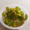 Flytväxt Phillanthus liten