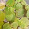 Flytväxt Phillanthus liten