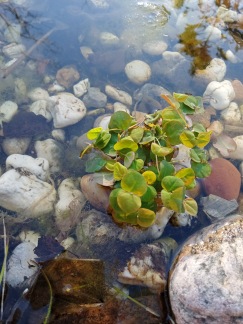 Flytväxt Phillanthus liten - liten bägare