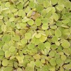 Flytväxt Simbräken liten - Salvinia natans