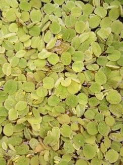 Flytväxt Simbräken liten - Salvinia natans