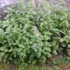 x 6 Vattenmynta - 6 x Mentha aquatica storpack