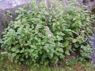 x 6 Vattenmynta - 6 x Mentha aquatica storpack