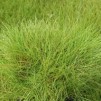 x 6 Nålgräs - Eleocharis acicularis